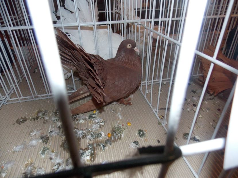  - EXPO-2020-ODORHEIU SECUIESC