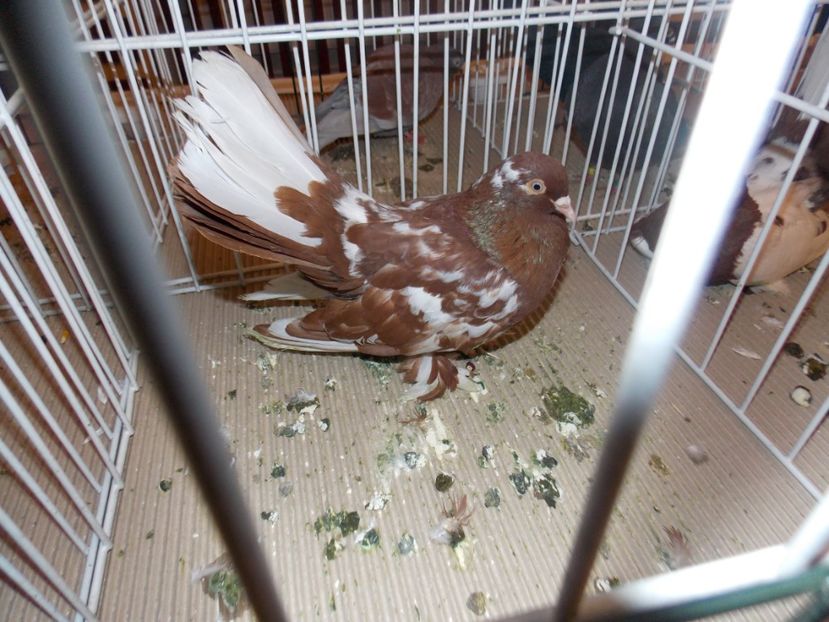  - EXPO-2020-ODORHEIU SECUIESC