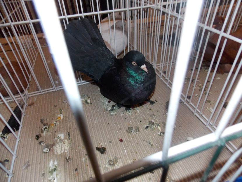  - EXPO-2020-ODORHEIU SECUIESC