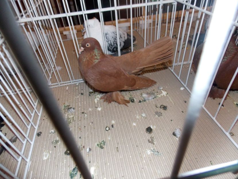  - EXPO-2020-ODORHEIU SECUIESC