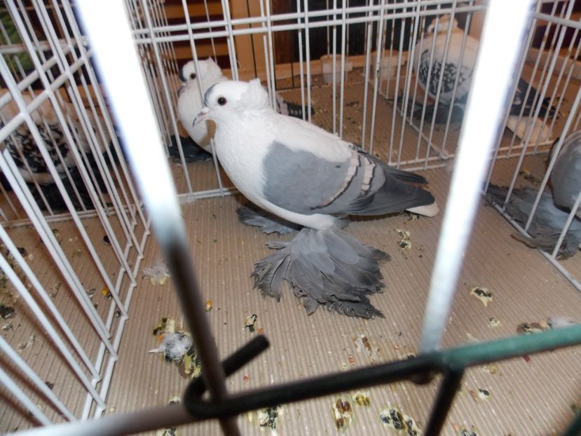  - EXPO-2020-ODORHEIU SECUIESC