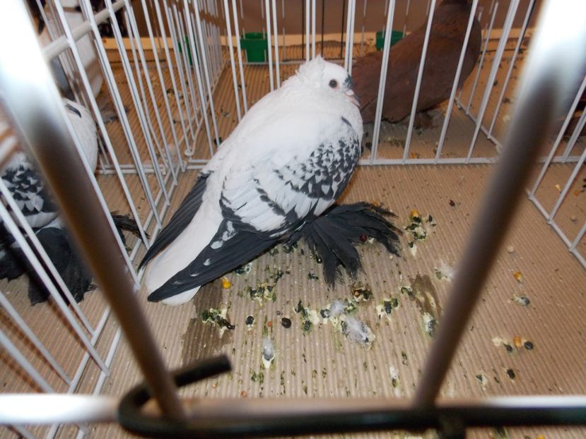  - EXPO-2020-ODORHEIU SECUIESC