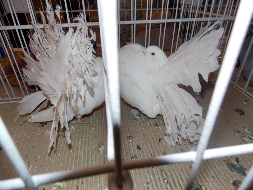  - EXPO-2020-ODORHEIU SECUIESC