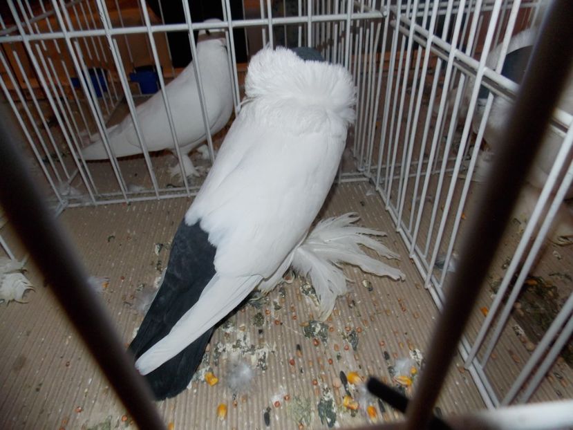  - EXPO-2020-ODORHEIU SECUIESC