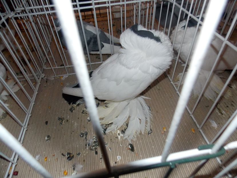  - EXPO-2020-ODORHEIU SECUIESC