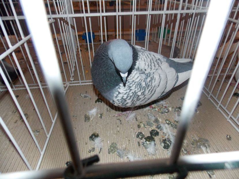  - EXPO-2020-ODORHEIU SECUIESC