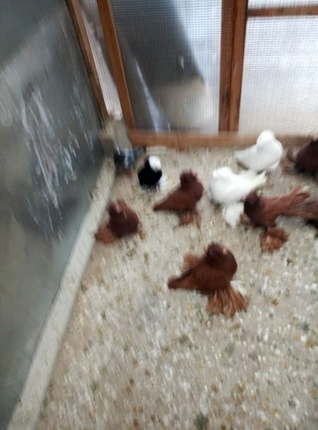  - A vand tobosari germani