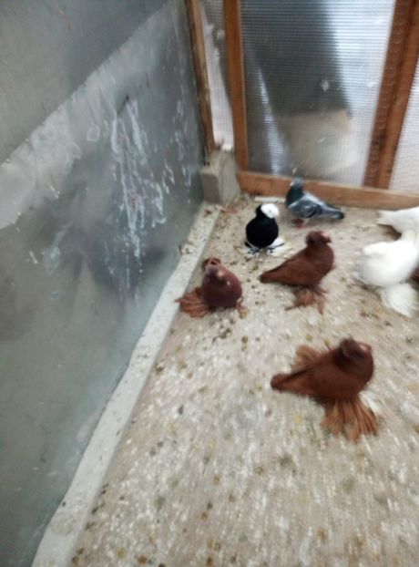  - A vand tobosari germani