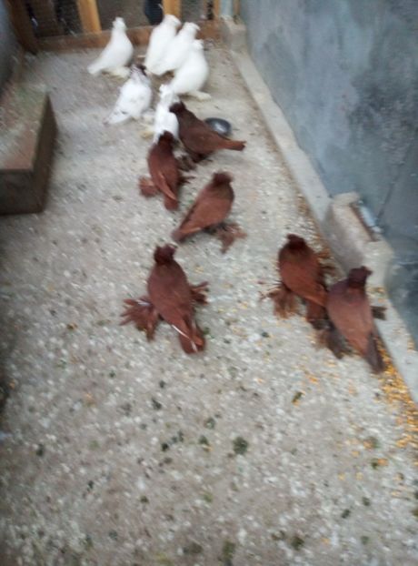  - A vand tobosari germani