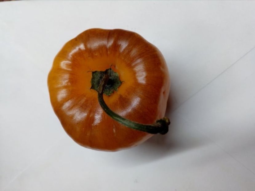  - SEMINTE ARDEI IUTE - AI 97 ROCOTO GALBEN - NEIZOLAT