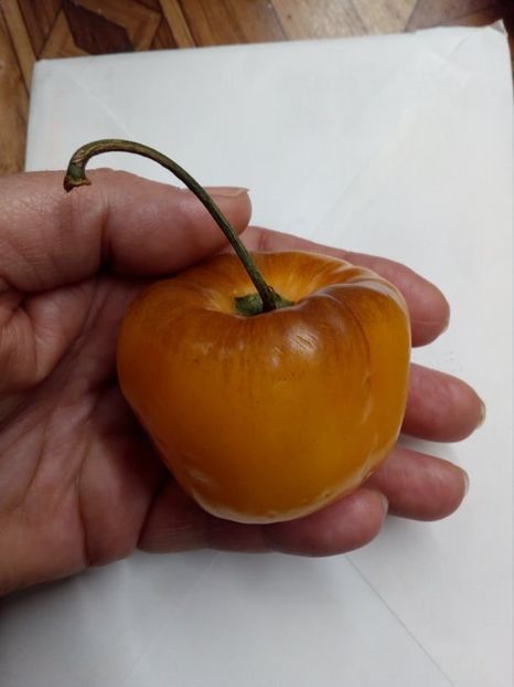  - SEMINTE ARDEI IUTE - AI 97 ROCOTO GALBEN - NEIZOLAT