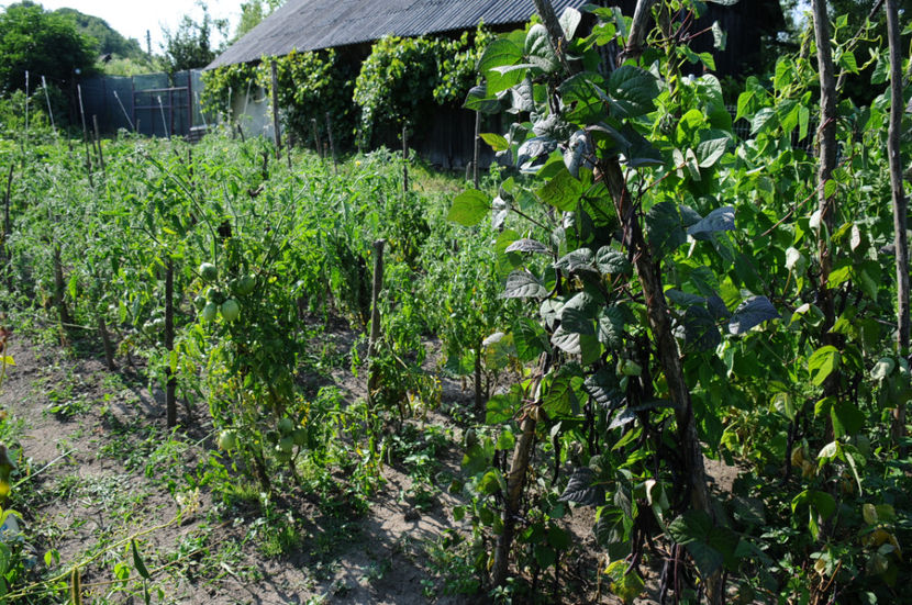  - 03 Gradina de legume 2019