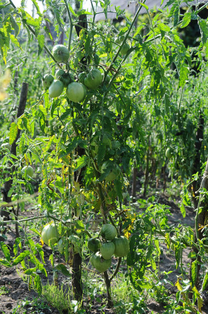  - 03 Gradina de legume 2019