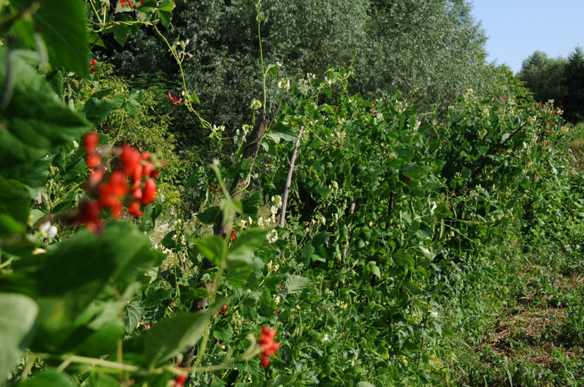  - 03 Gradina de legume 2019
