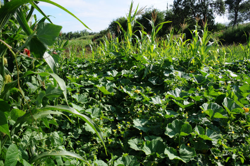  - 03 Gradina de legume 2019