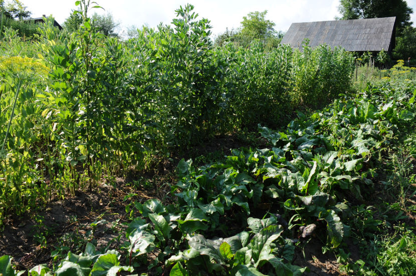  - 03 Gradina de legume 2019