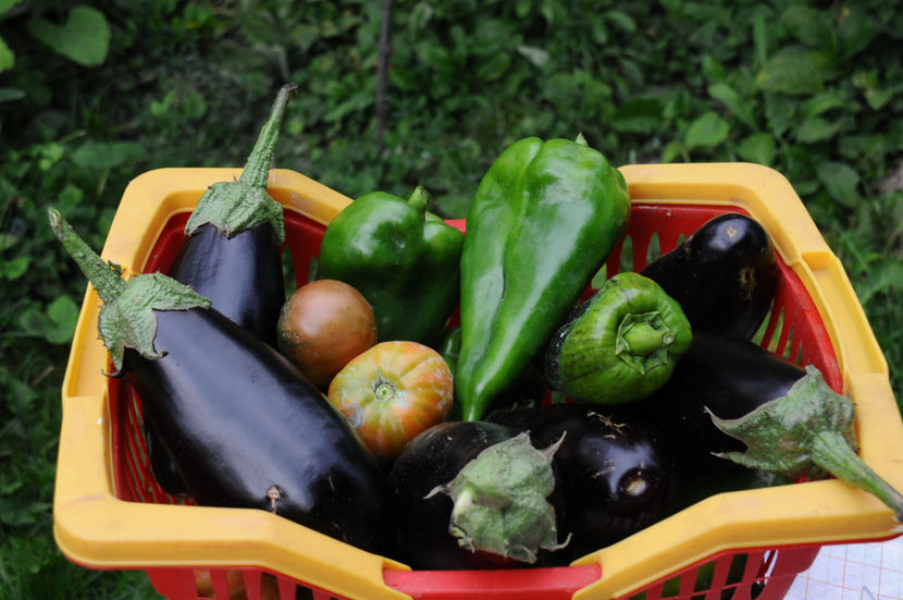  - 03 Gradina de legume 2019
