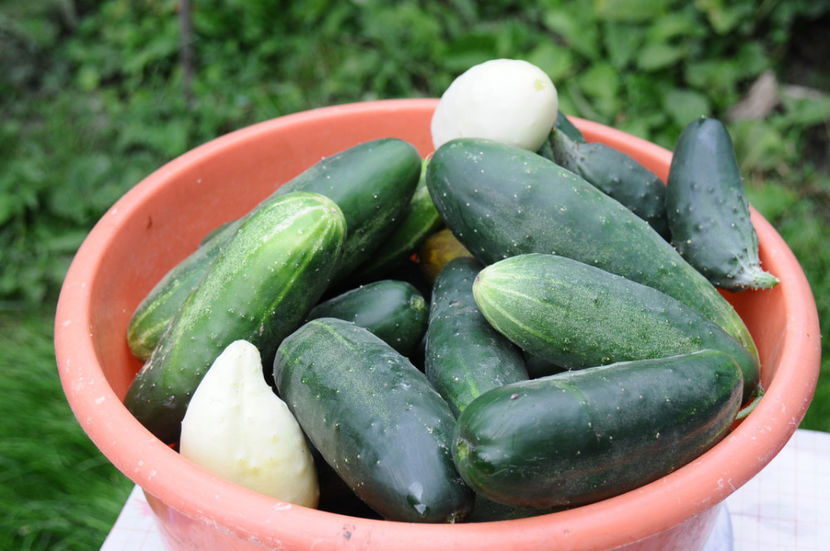  - 03 Gradina de legume 2019