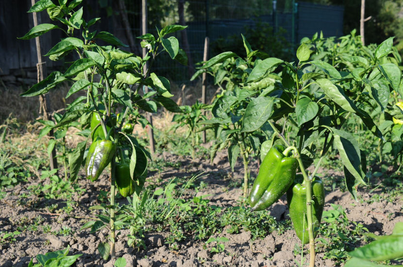  - 03 Gradina de legume 2019