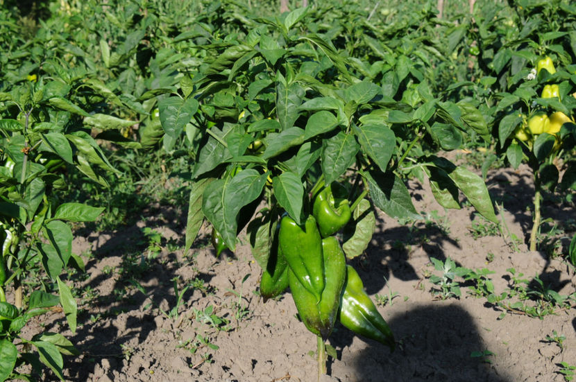  - 03 Gradina de legume 2019