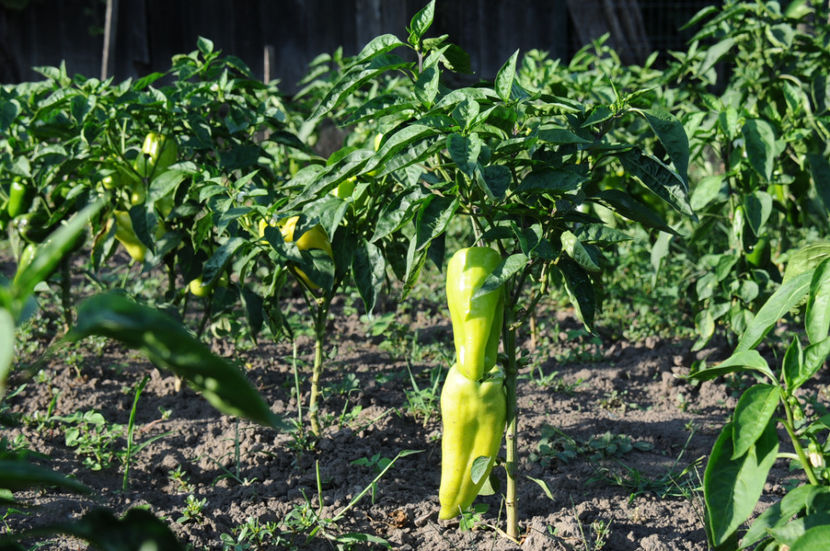  - 03 Gradina de legume 2019