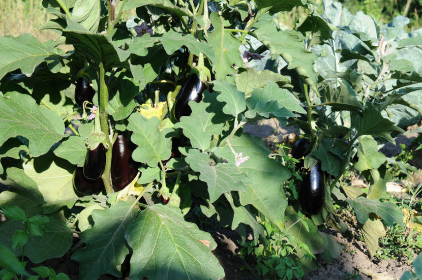  - 03 Gradina de legume 2019