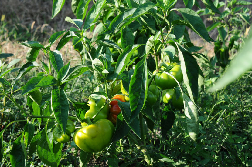  - 03 Gradina de legume 2019