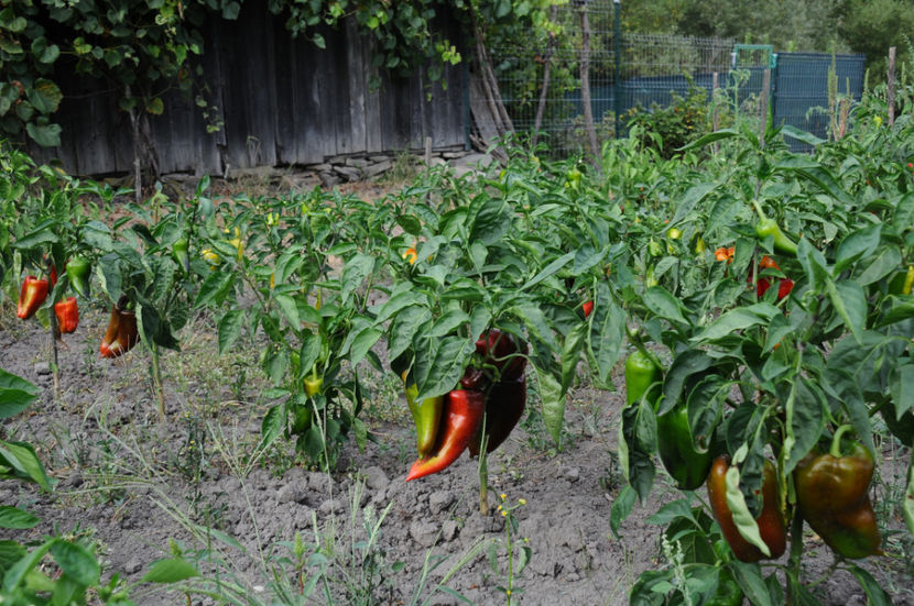  - 03 Gradina de legume 2019