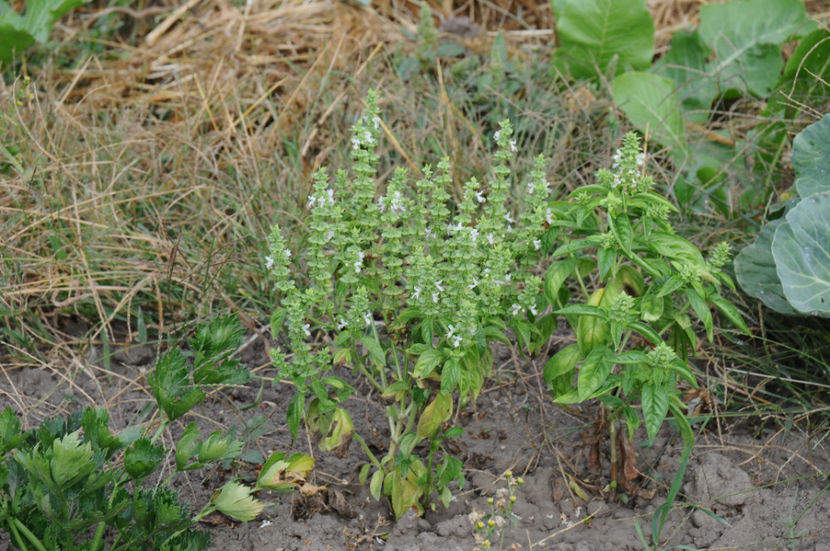  - 03 Gradina de legume 2019