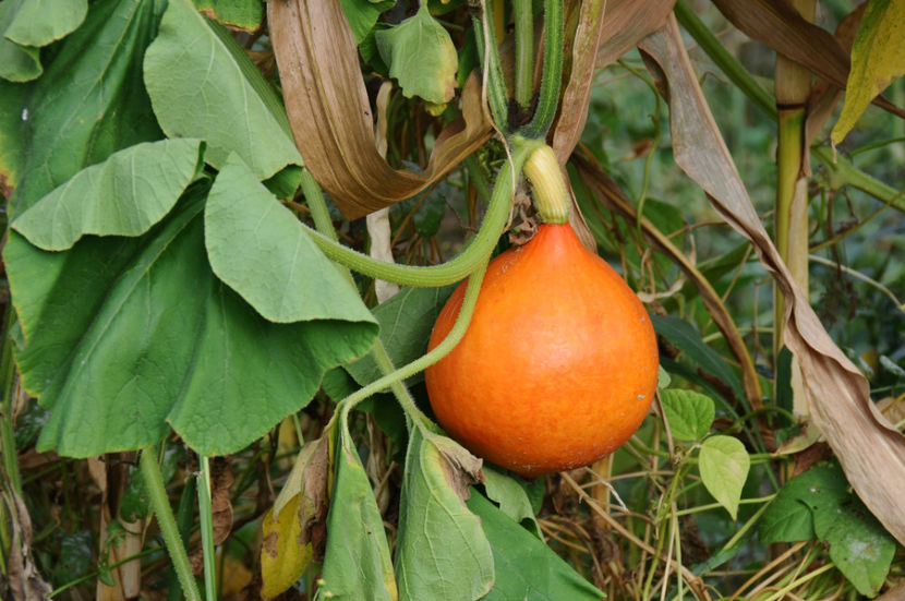  - 03 Gradina de legume 2019
