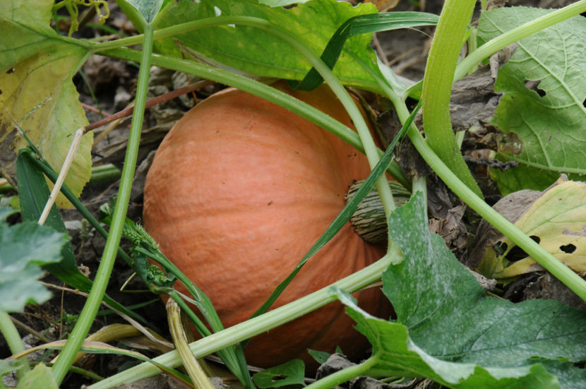 - 03 Gradina de legume 2019