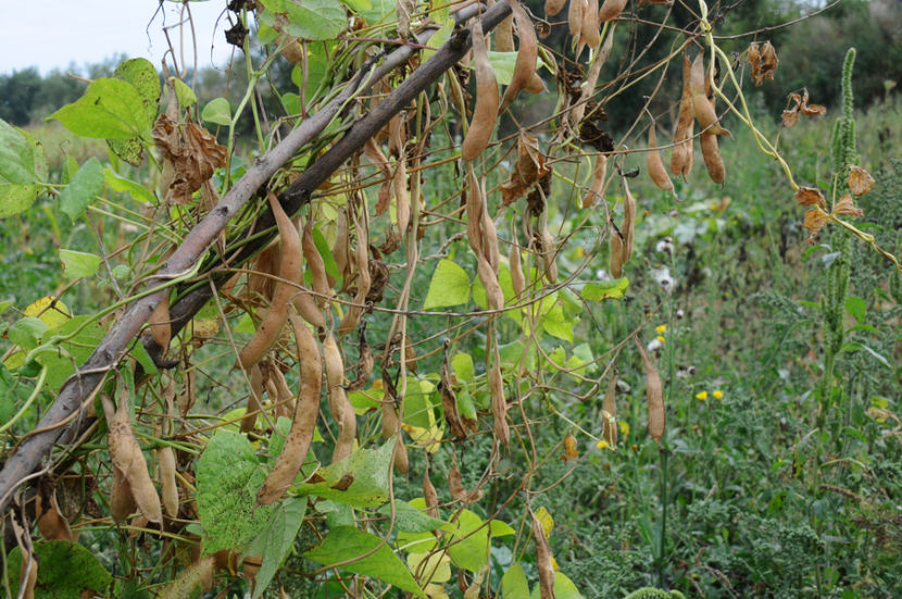  - 03 Gradina de legume 2019
