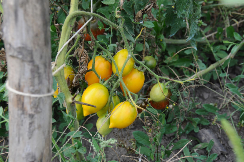  - 03 Gradina de legume 2019