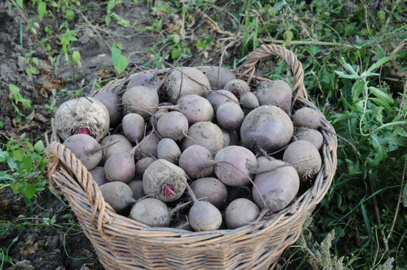 Sfecla rosie - 03 Gradina de legume 2019