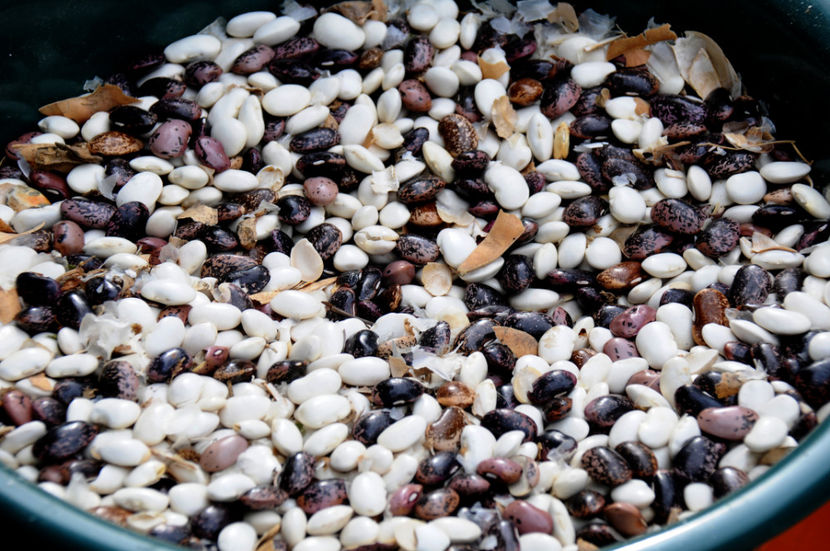  - 03 Gradina de legume 2019