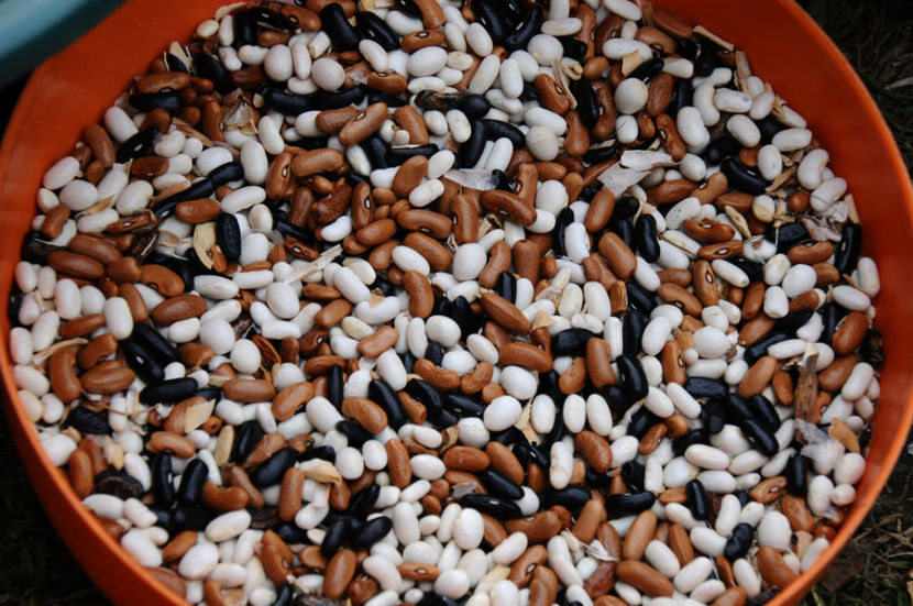  - 03 Gradina de legume 2019
