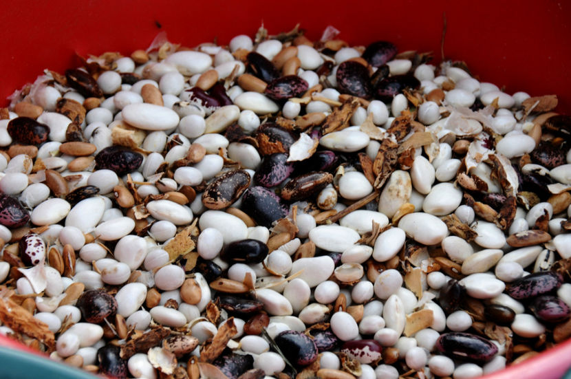  - 03 Gradina de legume 2019