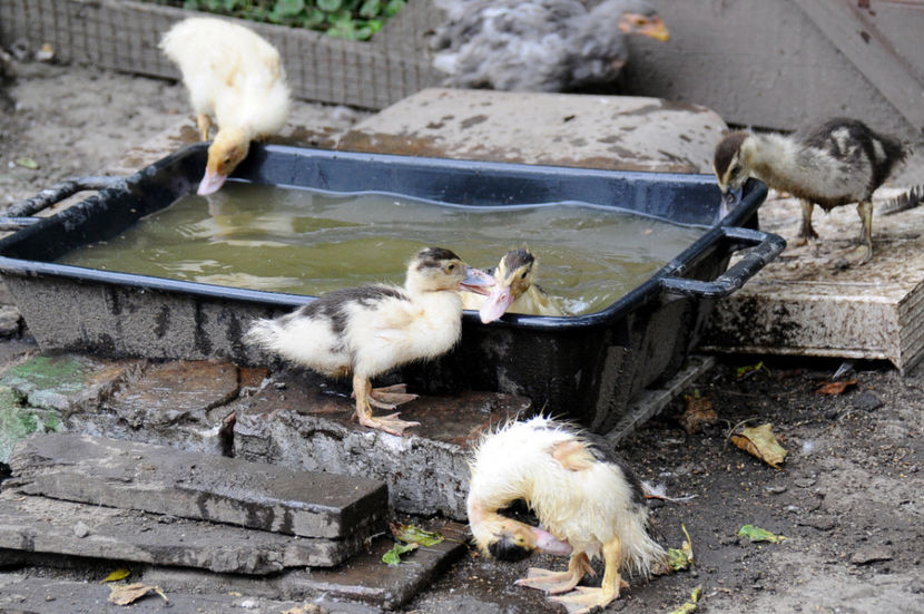  - 03 Rate lesesti 2019