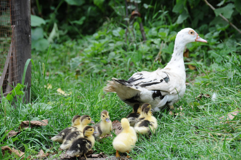  - 03 Rate lesesti 2019