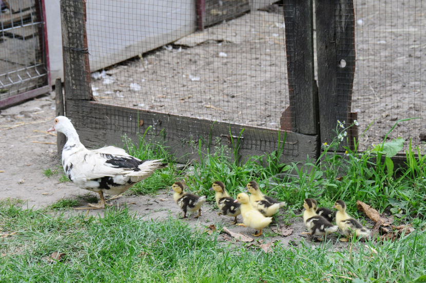  - 03 Rate lesesti 2019