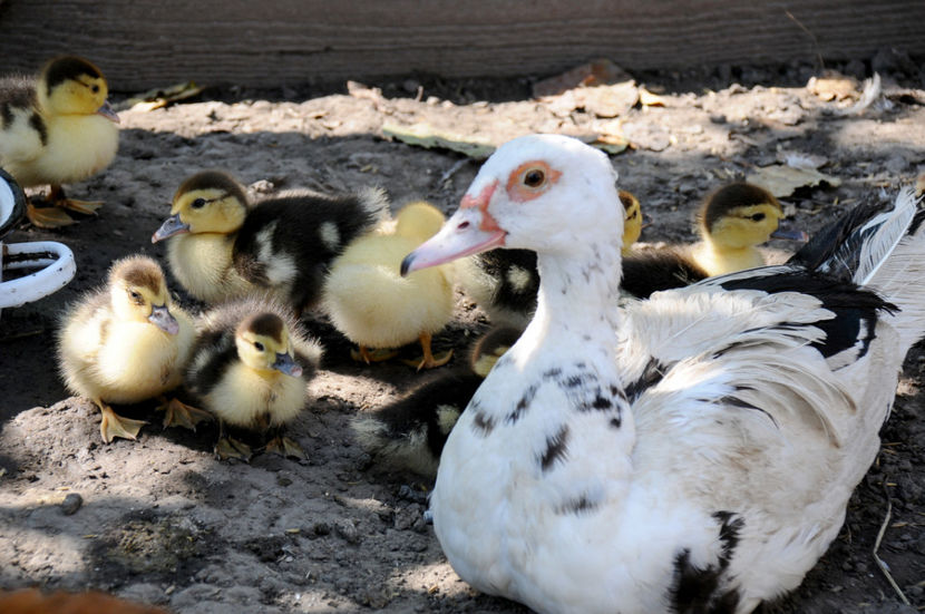  - 03 Rate lesesti 2019