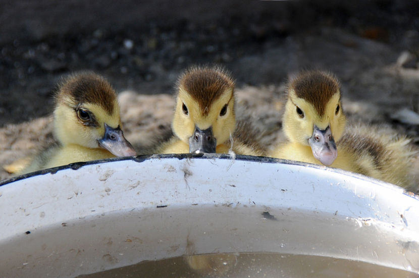  - 03 Rate lesesti 2019