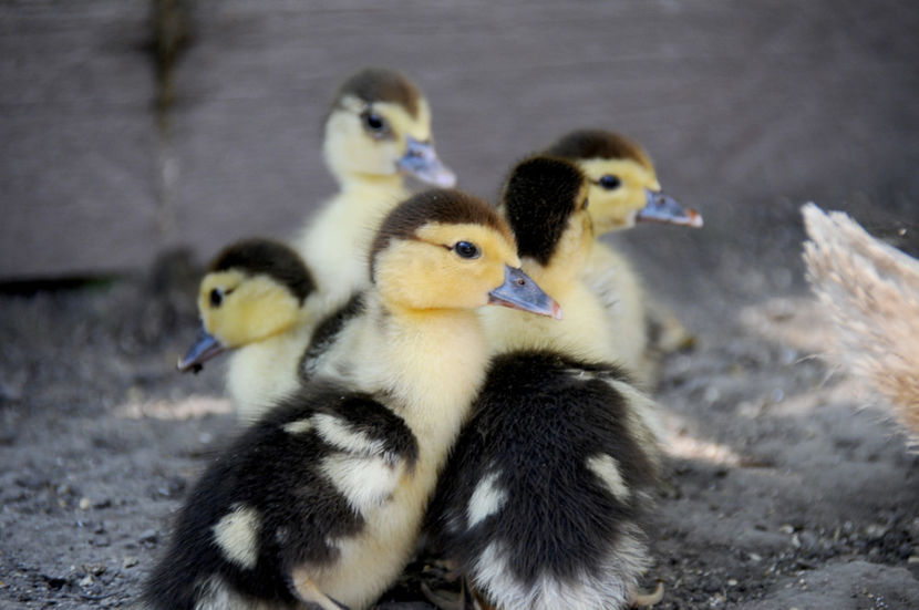  - 03 Rate lesesti 2019