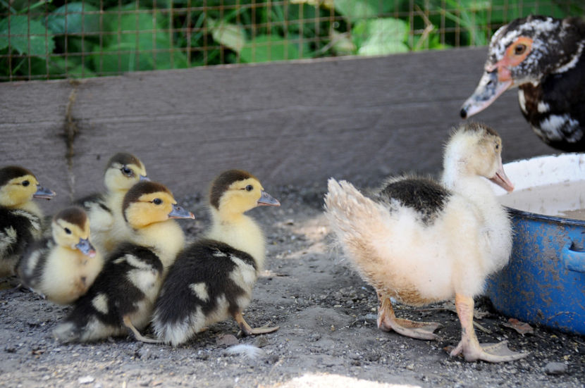  - 03 Rate lesesti 2019