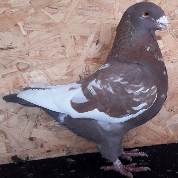 111786686 (1) - 3---AGH DAȚI 2019 - 2025