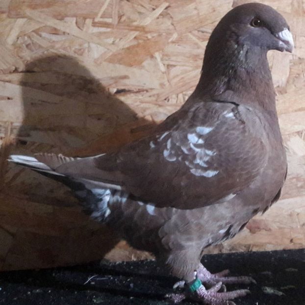 112929484 (1) - 3---AGH DAȚI 2019 - 2025