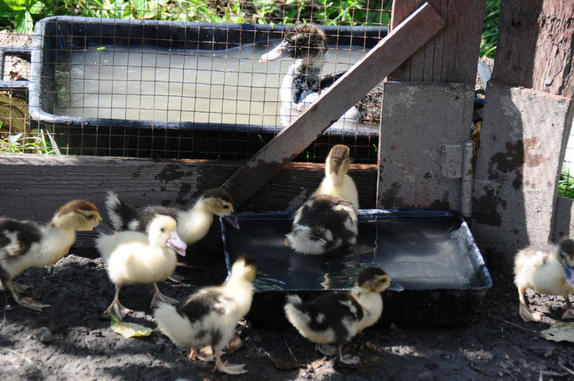  - 03 Rate lesesti 2019