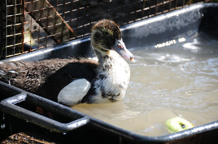  - 03 Rate lesesti 2019