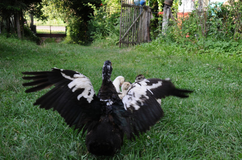  - 03 Rate lesesti 2019