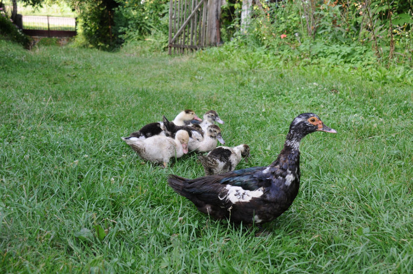  - 03 Rate lesesti 2019